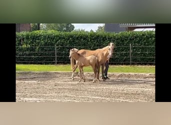 Deutsches Reitpony, Stute, 2 Jahre, 143 cm