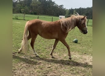 Deutsches Reitpony, Stute, 2 Jahre, 143 cm