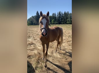 Deutsches Reitpony, Stute, 2 Jahre, 143 cm