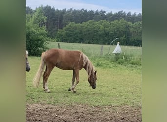 Deutsches Reitpony, Stute, 2 Jahre, 143 cm