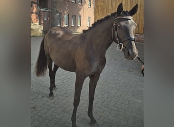 Deutsches Reitpony, Stute, 2 Jahre, 143 cm, Dunkelbrauner