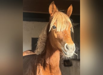 Deutsches Reitpony, Stute, 2 Jahre, 143 cm, Fuchs