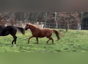 Deutsches Reitpony, Stute, 2 Jahre, 143 cm, Fuchs