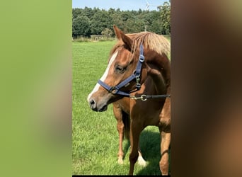 Deutsches Reitpony, Stute, 2 Jahre, 143 cm, Fuchs