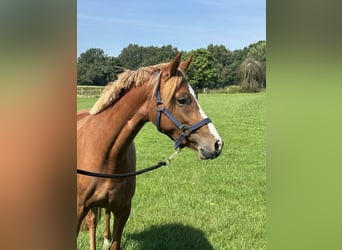 Deutsches Reitpony, Stute, 2 Jahre, 143 cm, Fuchs