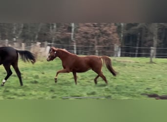 Deutsches Reitpony, Stute, 2 Jahre, 143 cm, Fuchs