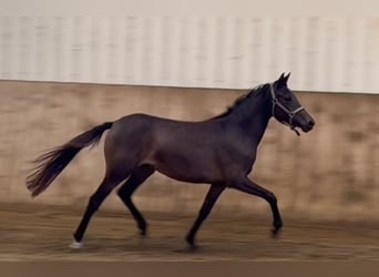 Deutsches Reitpony, Stute, 2 Jahre, 144 cm, Dunkelbrauner