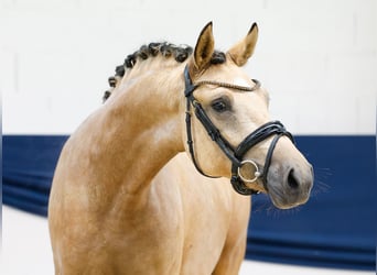 Deutsches Reitpony, Stute, 2 Jahre, 144 cm, Falbe