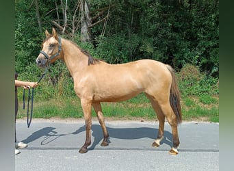 Deutsches Reitpony, Stute, 2 Jahre, 144 cm, Falbe