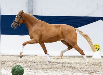 Deutsches Reitpony, Stute, 2 Jahre, 144 cm, Fuchs