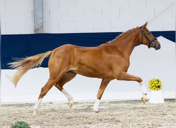 Deutsches Reitpony, Stute, 2 Jahre, 144 cm, Fuchs