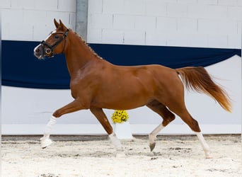 Deutsches Reitpony, Stute, 2 Jahre, 144 cm, Fuchs