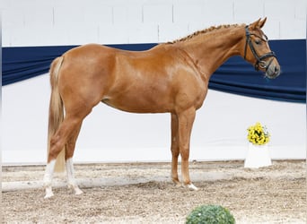 Deutsches Reitpony, Stute, 2 Jahre, 144 cm, Fuchs