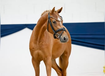 Deutsches Reitpony, Stute, 2 Jahre, 144 cm, Fuchs