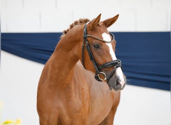 Deutsches Reitpony, Stute, 2 Jahre, 144 cm, Fuchs