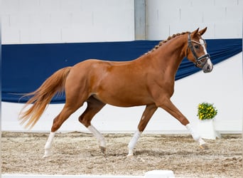 Deutsches Reitpony, Stute, 2 Jahre, 144 cm, Fuchs