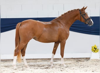 Deutsches Reitpony, Stute, 2 Jahre, 144 cm, Fuchs