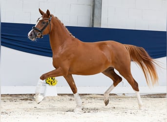 Deutsches Reitpony, Stute, 2 Jahre, 144 cm, Fuchs