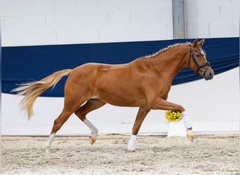 Deutsches Reitpony, Stute, 2 Jahre, 144 cm, Fuchs