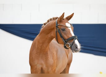 Deutsches Reitpony, Stute, 2 Jahre, 144 cm, Fuchs