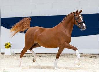 Deutsches Reitpony, Stute, 2 Jahre, 144 cm, Fuchs