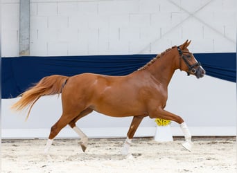 Deutsches Reitpony, Stute, 2 Jahre, 144 cm, Fuchs