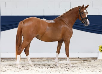 Deutsches Reitpony, Stute, 2 Jahre, 144 cm, Fuchs