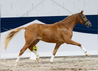 Deutsches Reitpony, Stute, 2 Jahre, 144 cm, Fuchs