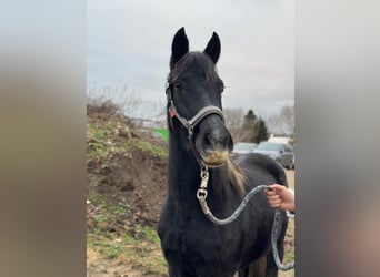 Deutsches Reitpony, Stute, 2 Jahre, 144 cm, Kann Schimmel werden