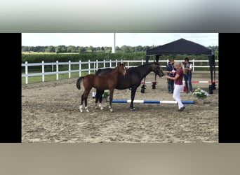 Deutsches Reitpony, Stute, 2 Jahre, 145 cm, Brauner