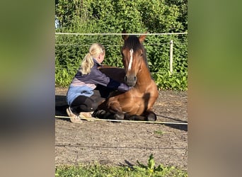 Deutsches Reitpony, Stute, 2 Jahre, 145 cm, Brauner