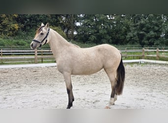 Deutsches Reitpony, Stute, 2 Jahre, 145 cm, Buckskin