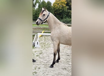 Deutsches Reitpony, Stute, 2 Jahre, 145 cm, Buckskin