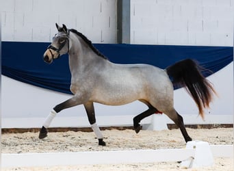 Deutsches Reitpony, Stute, 2 Jahre, 145 cm, Falbe