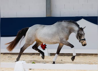 Deutsches Reitpony, Stute, 2 Jahre, 145 cm, Falbe