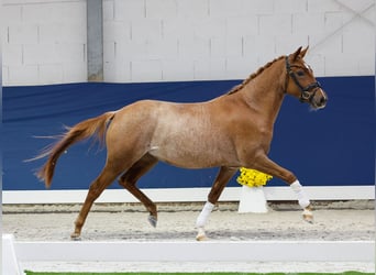 Deutsches Reitpony, Stute, 2 Jahre, 145 cm, Fuchs