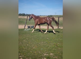 Deutsches Reitpony, Stute, 2 Jahre, 145 cm, Fuchs