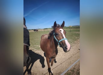 Deutsches Reitpony, Stute, 2 Jahre, 145 cm, Fuchs