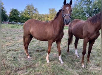 Deutsches Reitpony, Stute, 2 Jahre, 145 cm, Fuchs