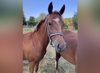 Deutsches Reitpony, Stute, 2 Jahre, 145 cm, Fuchs