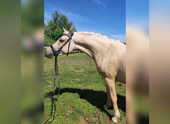 Deutsches Reitpony, Stute, 2 Jahre, 145 cm, Palomino