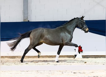 Deutsches Reitpony, Stute, 2 Jahre, 146 cm, Brauner