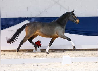 Deutsches Reitpony, Stute, 2 Jahre, 146 cm, Brauner