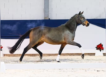 Deutsches Reitpony, Stute, 2 Jahre, 146 cm, Brauner