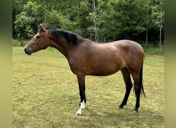 Deutsches Reitpony, Stute, 2 Jahre, 146 cm