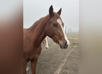 Deutsches Reitpony, Stute, 2 Jahre, 146 cm, Dunkelfuchs