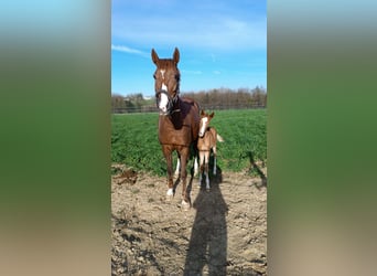 Deutsches Reitpony, Stute, 2 Jahre, 146 cm, Fuchs
