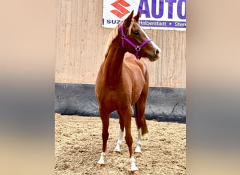 Deutsches Reitpony, Stute, 2 Jahre, 146 cm, Fuchs