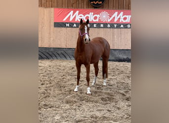 Deutsches Reitpony, Stute, 2 Jahre, 146 cm, Fuchs