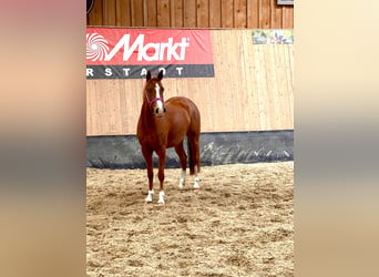 Deutsches Reitpony, Stute, 2 Jahre, 146 cm, Fuchs